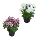 Bild 1 von GARDENLINE Chrysanthemen