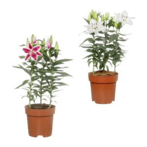 GARDENLINE Orientalische Lilie