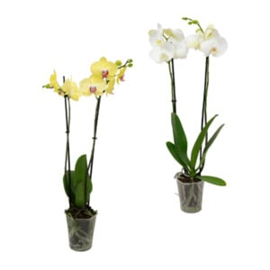 GARDENLINE Phalaenopsis