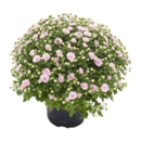 Bild 2 von GARDENLINE Chrysanthemen-Busch