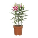 Bild 3 von GARDENLINE Orientalische Lilie