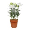 Bild 2 von GARDENLINE Orientalische Lilie