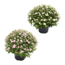 Bild 1 von GARDENLINE Chrysanthemen-Busch