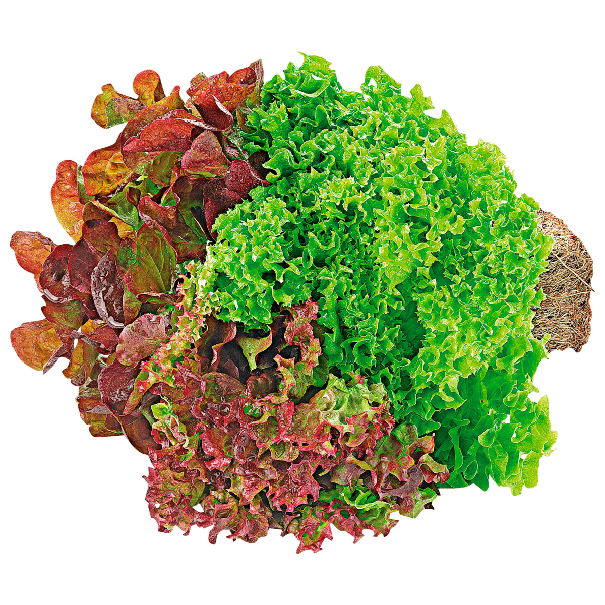 Bild 1 von Wurzelsalat