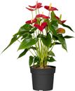 Bild 1 von Flamingoblume Royal Red 14 cm Topf ca. 50 cm hoch