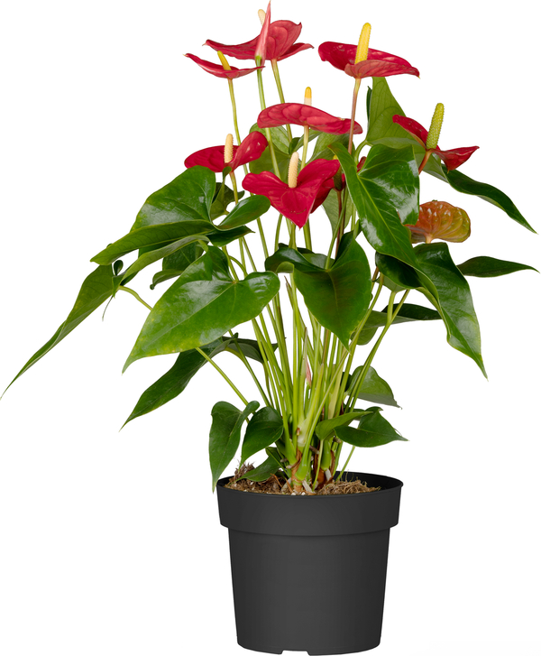 Bild 1 von Flamingoblume Royal Red 14 cm Topf ca. 50 cm hoch