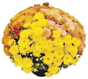 Chrysantheme „Karneval“