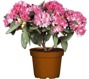 Rhododendron