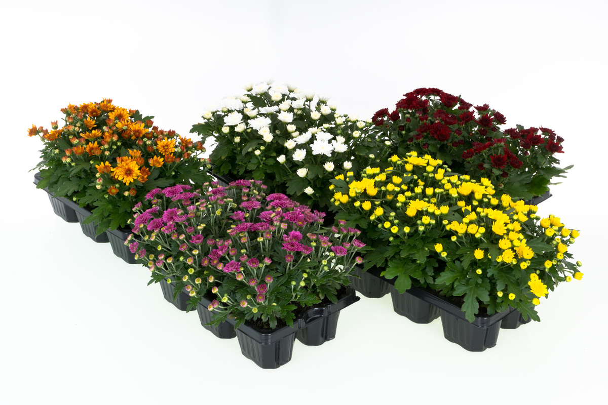 Bild 1 von Chrysantheme Chrysanthemum Garden Mum 10-Pack