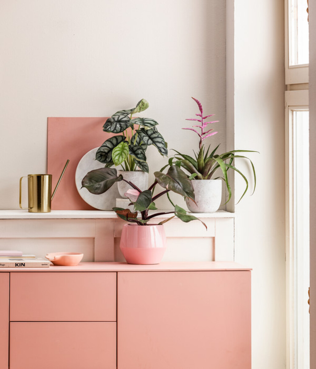 Bild 2 von Pfeilblatt - Alocasia 'Silver Dragon'