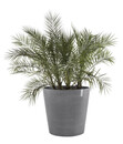 Bild 2 von Ecopots Kunststoff-Topf Amsterdam mit Rollen, rund