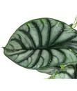 Bild 3 von Pfeilblatt - Alocasia 'Silver Dragon'