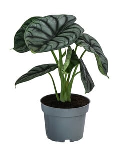 Pfeilblatt - Alocasia 'Silver Dragon'