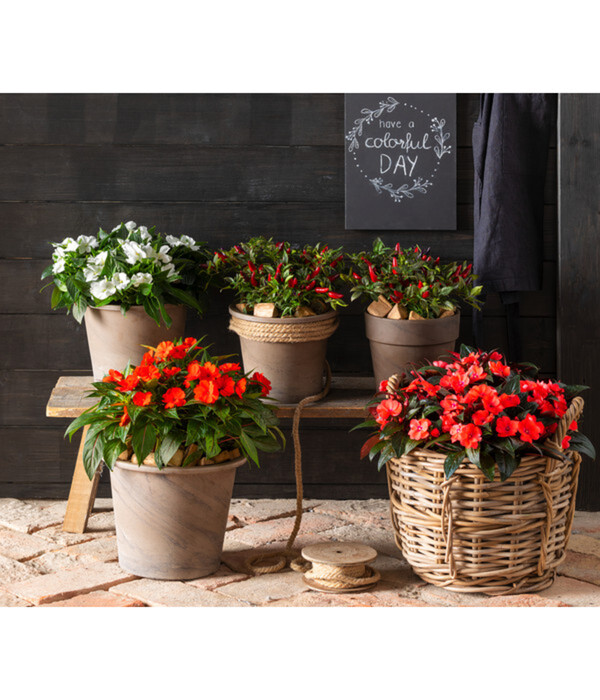 Bild 4 von Spang Terrakotta-Topf Vento