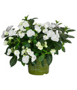 Bild 2 von Girlanden-Hortensie 'Runaway Bride®'