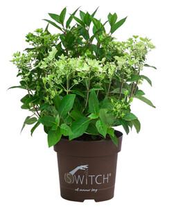 Rispen-Hortensie 'Switch® Ophelia'