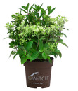 Bild 1 von Rispen-Hortensie 'Switch® Ophelia'