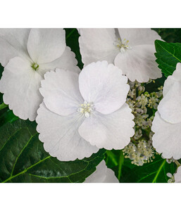 Girlanden-Hortensie 'Runaway Bride®'