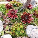 Bild 1 von Sempervivum