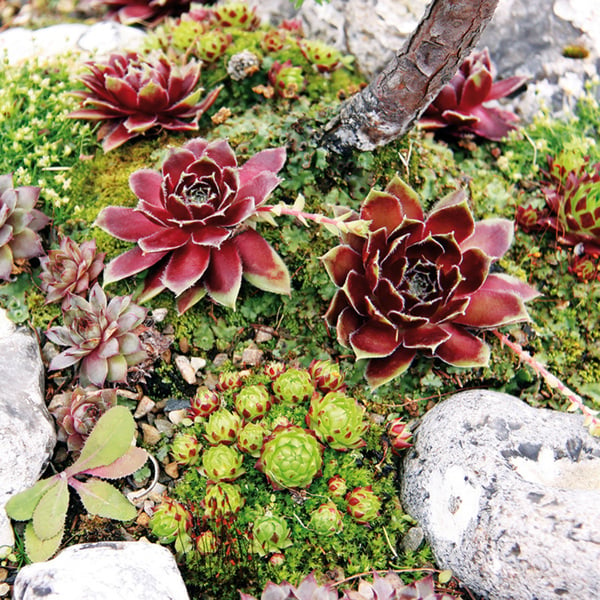 Bild 1 von Sempervivum