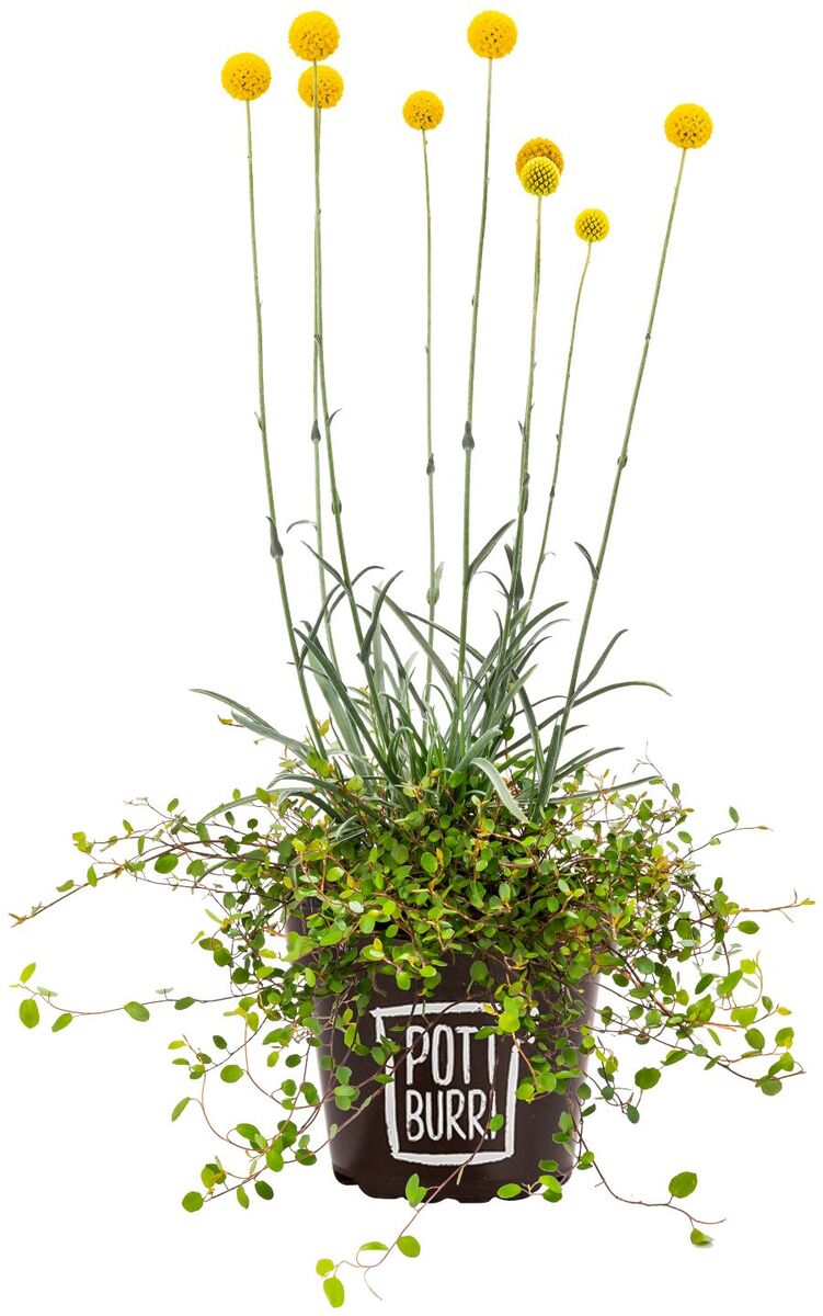 Bild 1 von Pflanzenvielfalt im Pottburri