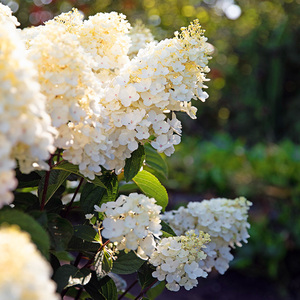 Rispen Hortensie