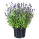 Bild 2 von Lavendel