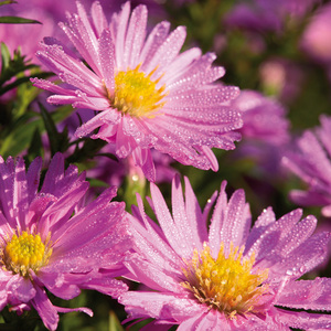 Herbstastern Busch XL "Aster dumosus"