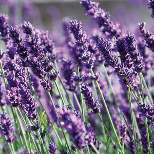 Lavendel