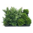 Bild 1 von Hebe mix ca.10,5cmT H15-20