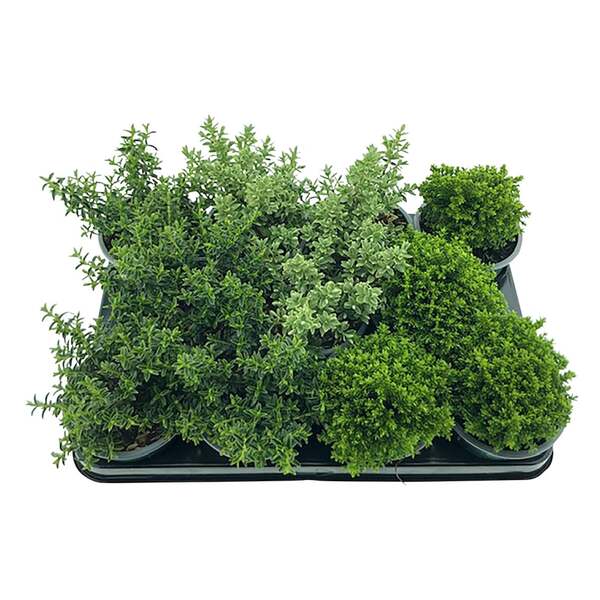 Bild 1 von Hebe mix ca.10,5cmT H15-20