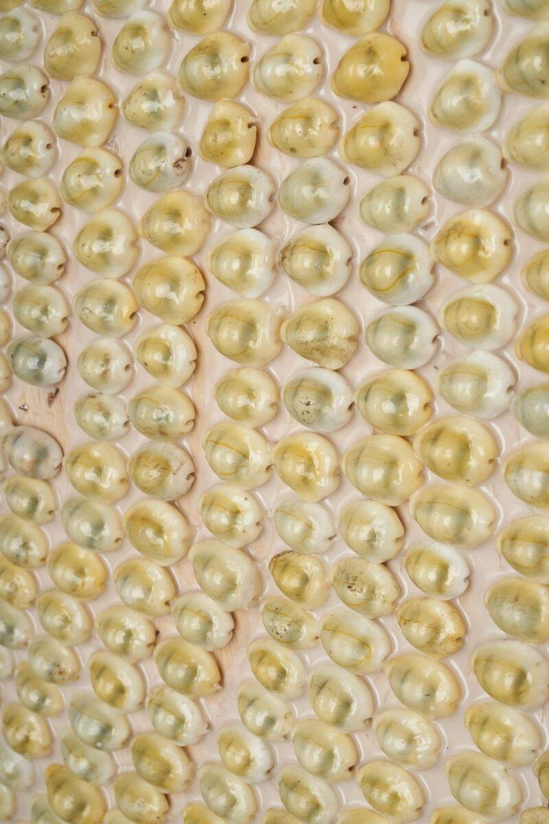 Bild 3 von Wandspiegel Muscheln