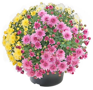 Kugelchrysantheme 'Trio' 19cm Topf