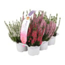 Bild 4 von GARDENLINE Calluna-vulgaris-Trio „Beauty Ladies“