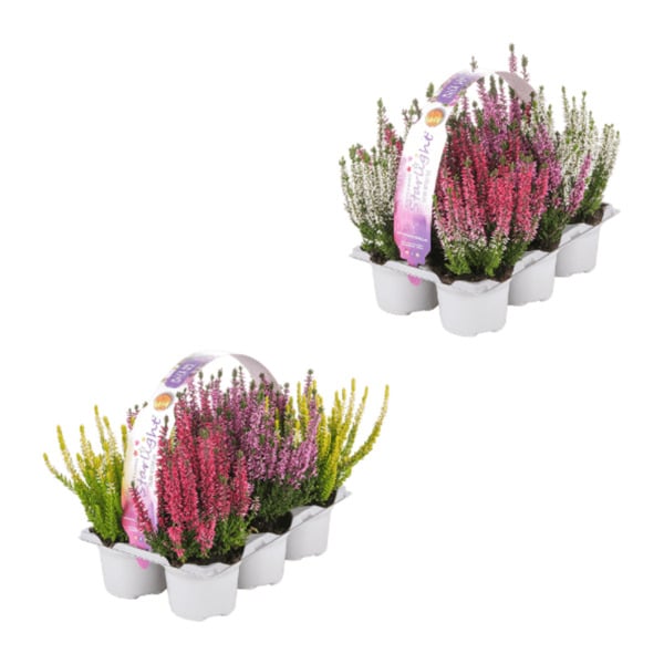 Bild 1 von GARDENLINE Calluna-vulgaris-Trio „Beauty Ladies“