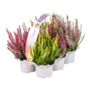 Bild 3 von GARDENLINE Calluna-vulgaris-Trio „Beauty Ladies“