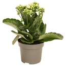 Bild 2 von Kalanchoe