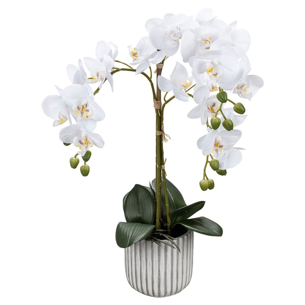 Bild 4 von HOME CREATION Naturgetreue Orchidee im Topf