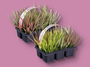 Calluna