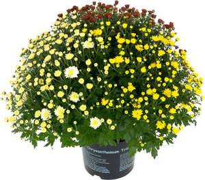 Chrysanthemen Busch Ø 45 cm 19 cm Topf