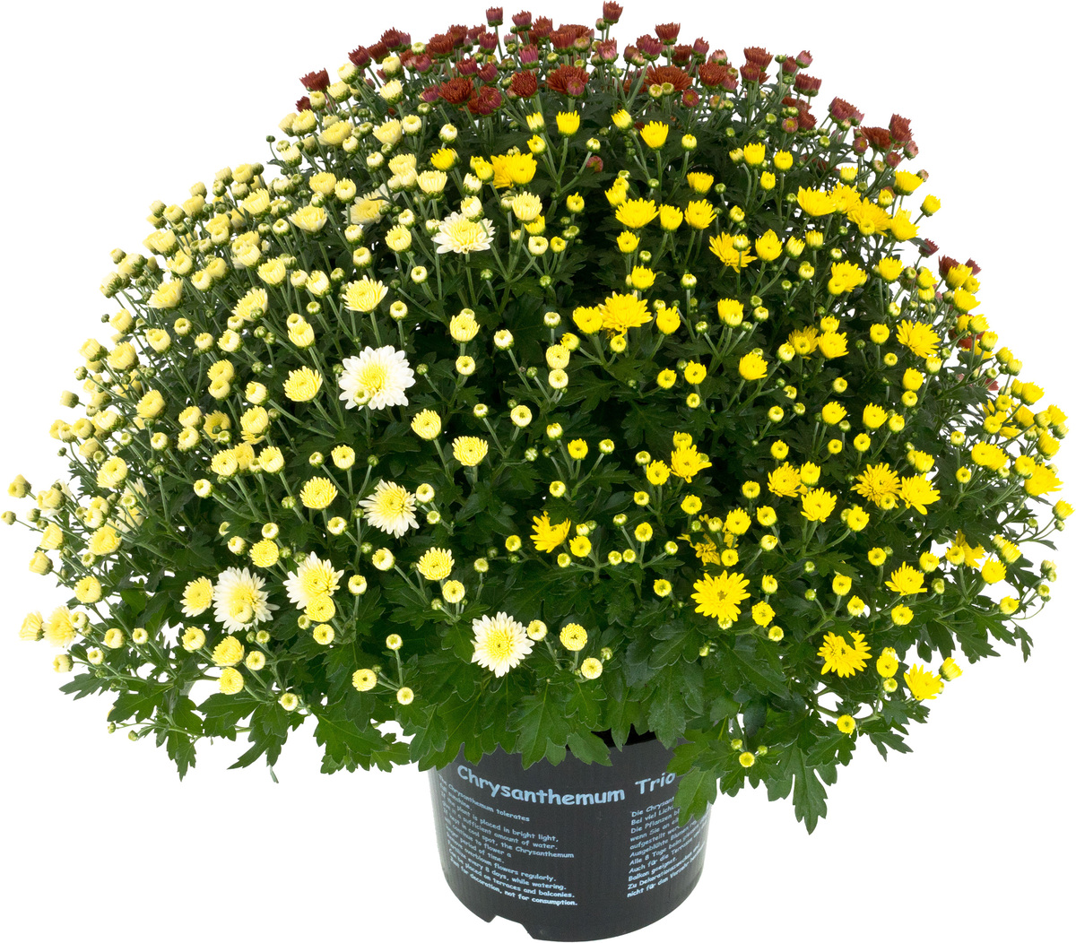 Bild 1 von Chrysanthemen Busch Ø 45 cm 19 cm Topf