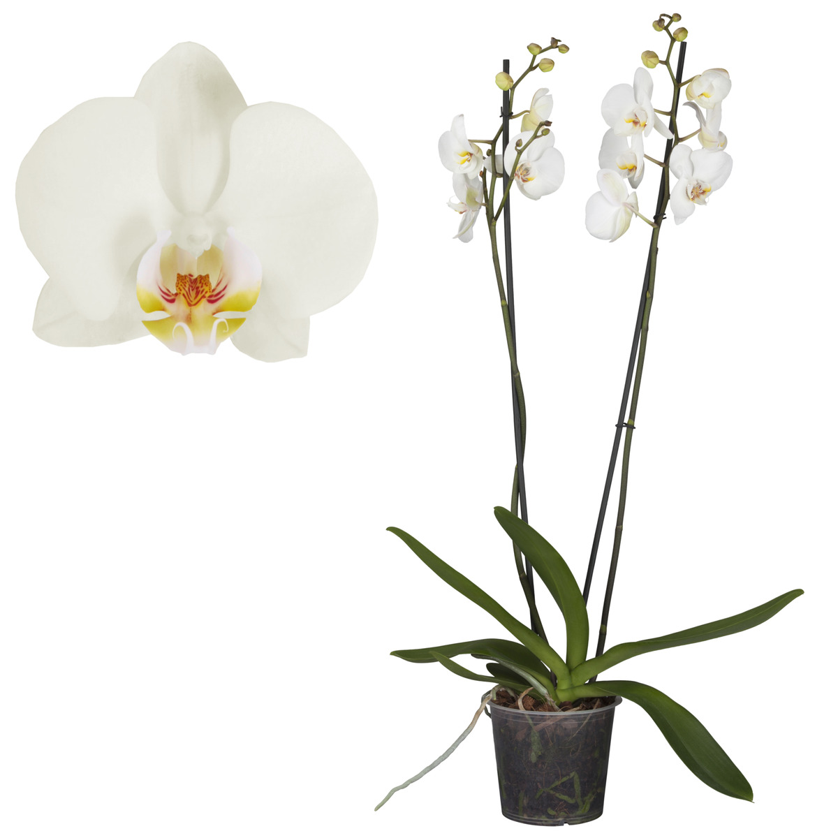 Bild 1 von toom Schmetterlingsorchidee 2 Rispen 12 cm Topf