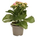 Bild 3 von Kalanchoe