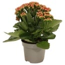 Bild 4 von Kalanchoe