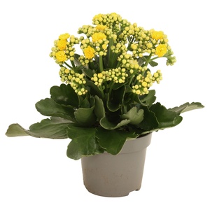 Kalanchoe