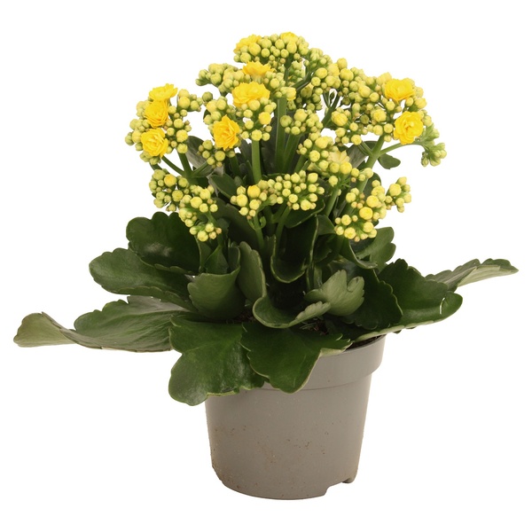 Bild 1 von Kalanchoe