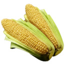 Bild 1 von Deutschland Frischer Zuckermais