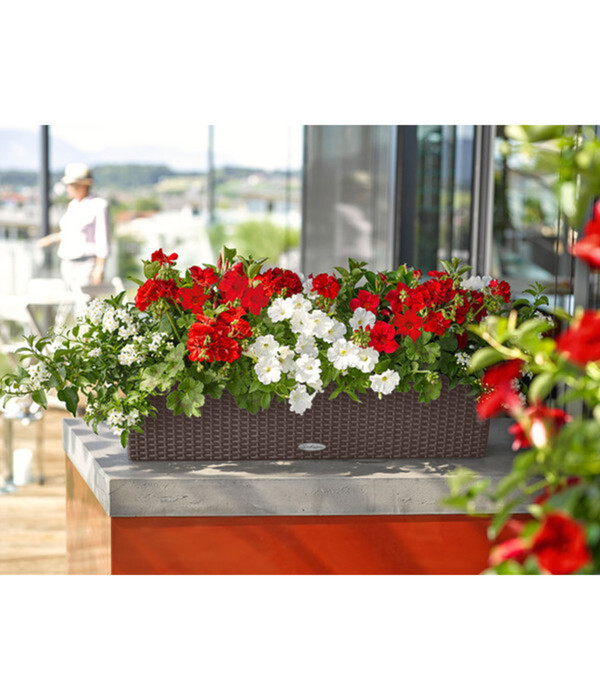 Bild 4 von LECHUZA® Kunststoff-Kasten Balconera Cottage, rechteckig