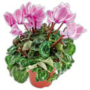 Bild 2 von Alpenveilchen "Cyclamen"