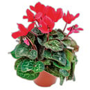 Bild 3 von Alpenveilchen "Cyclamen"